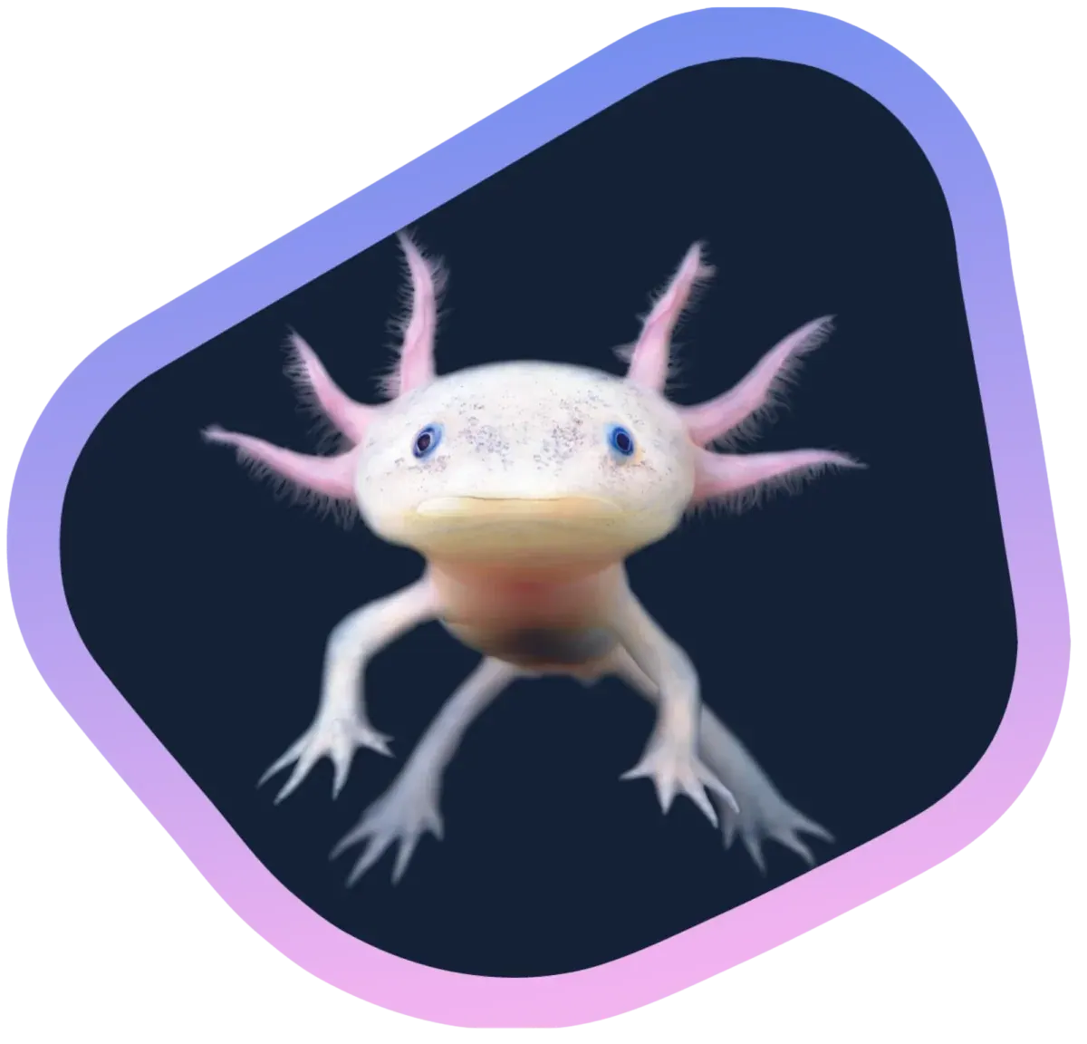 The Digitopia axolotl, pale and wide-eyed, on a dark rounded panel edged in a violet-to-pink gradient.