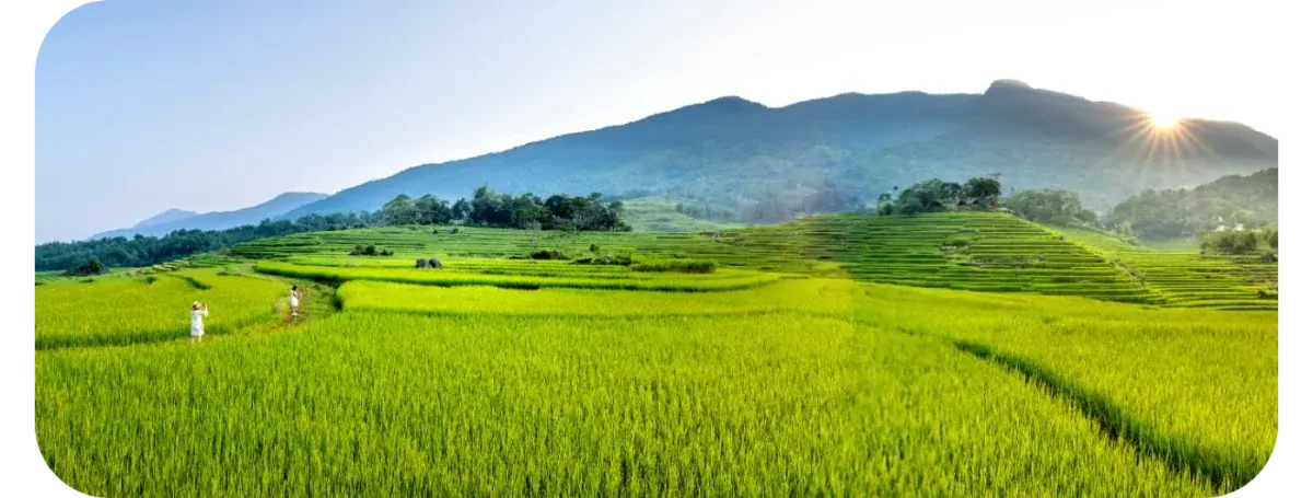Terraced paddies in bright green running to a wooded mountain ridge, two figures on a path through them, the sun rising over the shoulder of the hill.