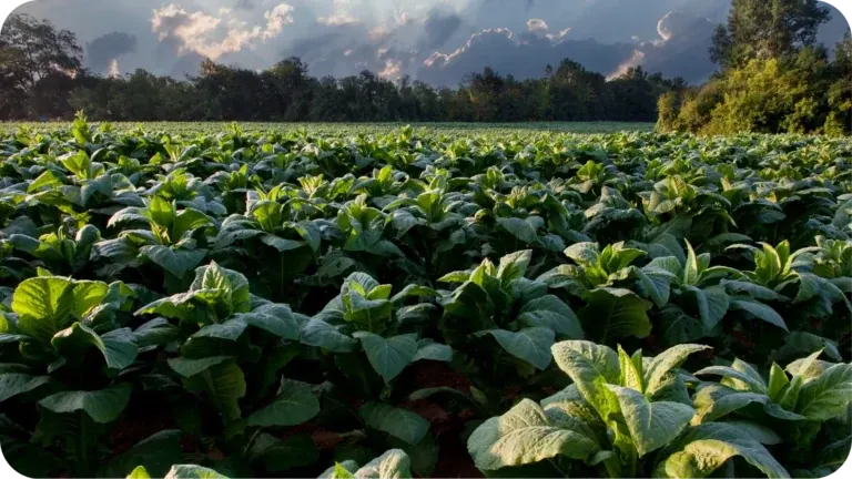 A broadleaf tobacco field at dusk, rows of heavy green leaves running back to a tree line under a sky of lit cloud.